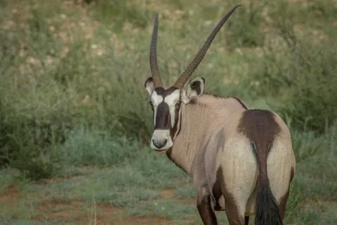 Gemsbok looking back at the camera. Stock Photos