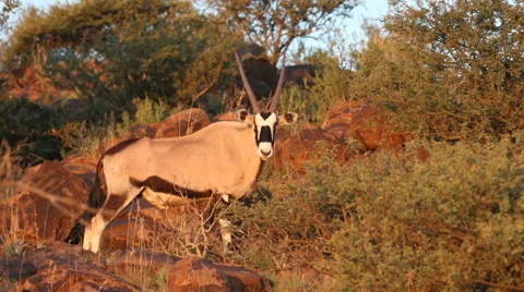 Gemsbok looking at the camera Stock Footage 64624779