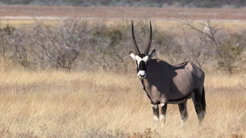 Gemsbok looks at the camera while grazing near namutoni of etosha Stock-Footage 336152331