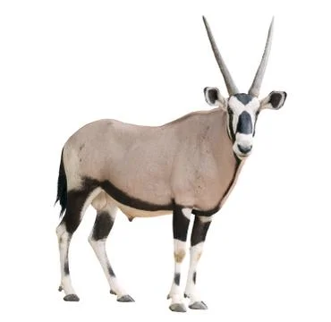 Gemsbok or oryx Фото