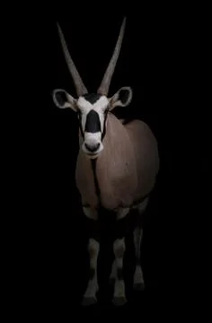 Gemsbok or oryx 写真素材