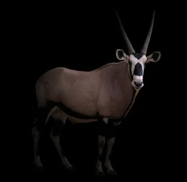 Gemsbok or oryx Foto stock
