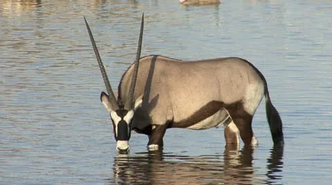 Gemsbok, Oryx drinking water Video stock 10866120