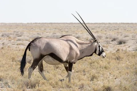 Gemsbok, Oryx Stock Photos