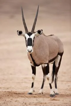 Gemsbok Stock Photos