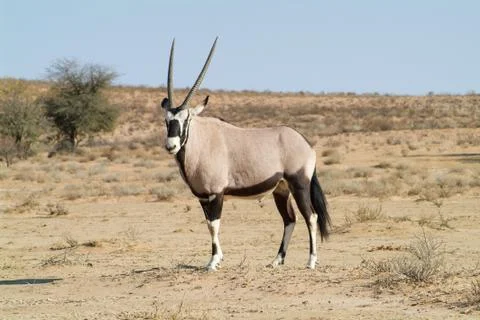 Gemsbok Stock Photos