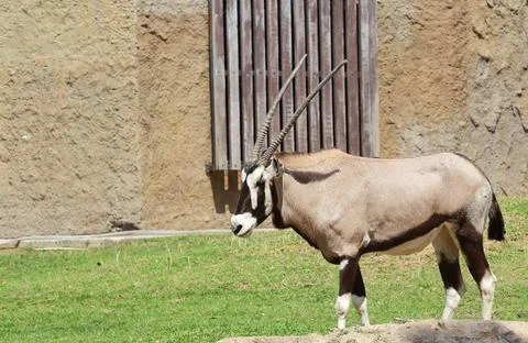 Gemsbok Stock Photos