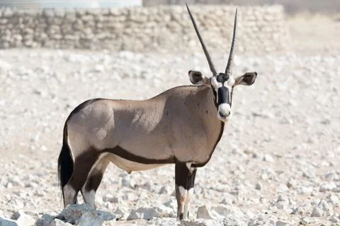 Gemsbok Stock Photos