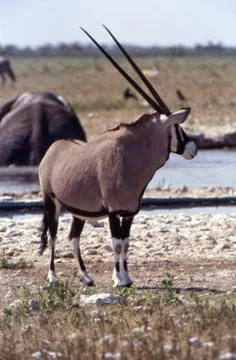 Gemsbok Stock Photos