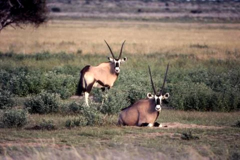 Gemsbok Stock Photos