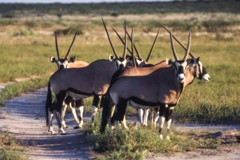 Gemsbok Stock Photos