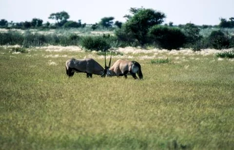 Gemsbok Stock Photos