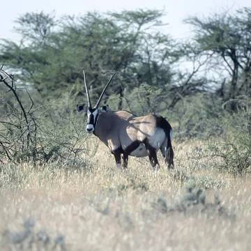 Gemsbok Stock Photos