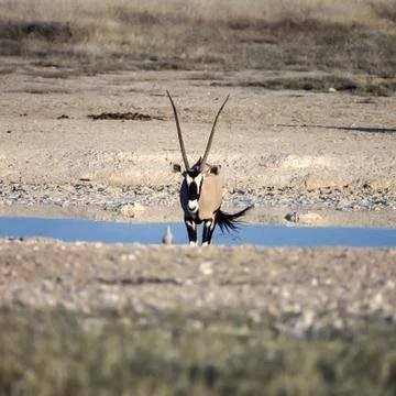 Gemsbok Stock Photos