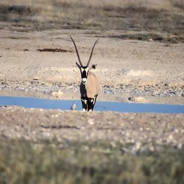 Gemsbok Foto stock