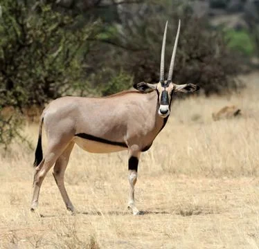 Gemsbok Stock-Fotos