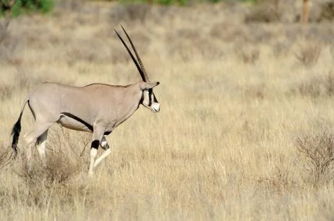 Gemsbok Stock Photos