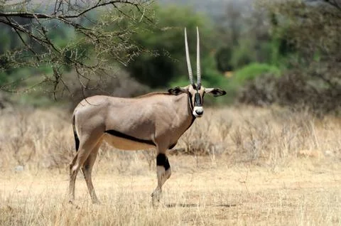 Gemsbok Stock Photos