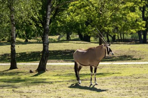 Gemsbok Stock Photos