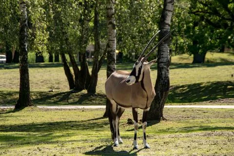Gemsbok Stock Photos