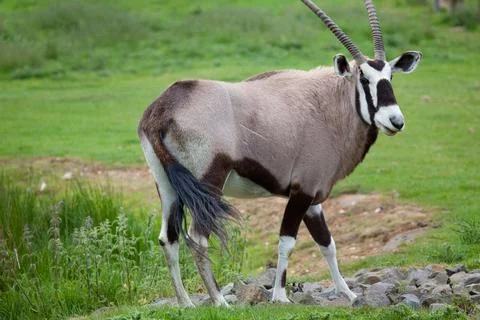 Gemsbok Stock Photos