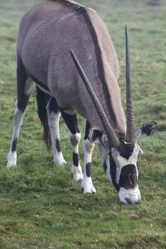 Gemsbok Stock Photos
