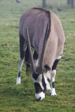 Gemsbok Stock Photos