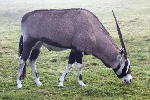 Gemsbok Stock Photos