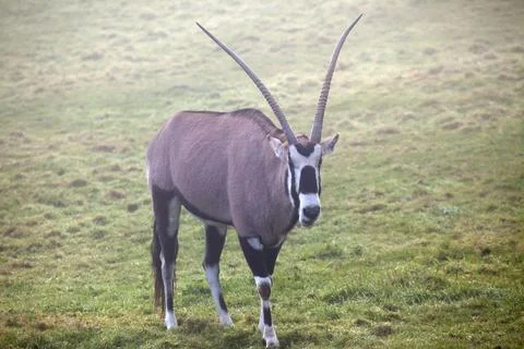 Gemsbok Stock Photos