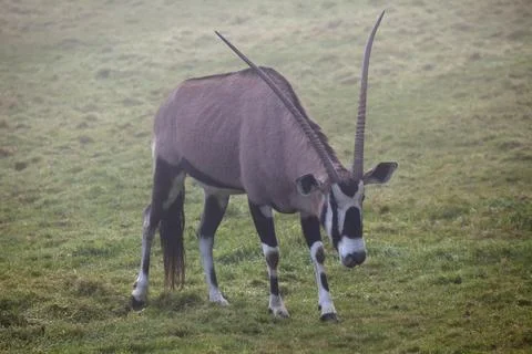 Gemsbok Stock Photos