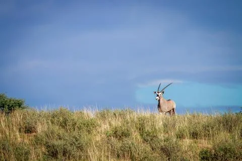 Gemsbok on a ridge. Stock Photos