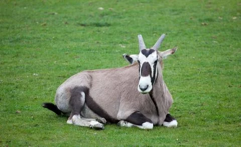 Gemsbok sitting on grass Stock Photos
