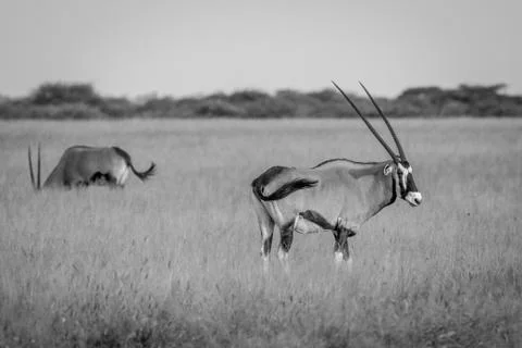 Gemsbok standing in the grass. Stock Photos