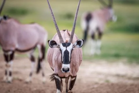 Gemsbok starring at the camera. Foto stock