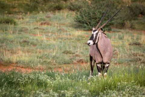 Gemsbok starring at the camera. Stock Photos