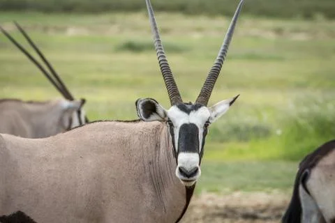 Gemsbok starring at the camera. Stock Photos