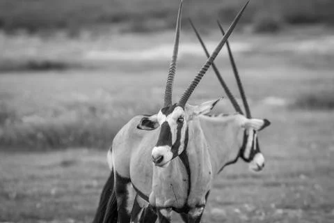Gemsbok starring at the camera. Stock Photos