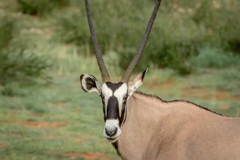 Gemsbok starring at the camera. Stock Photos