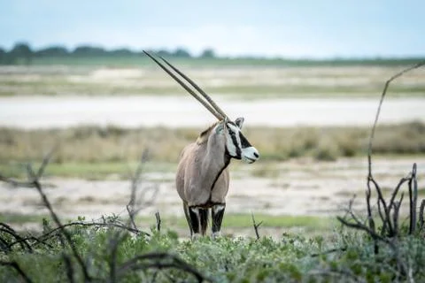 Gemsbok starring at the camera. Stock Photos