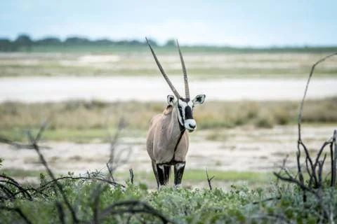 Gemsbok starring at the camera. Stock Photos