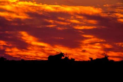 Gemsbok at the sunset Stock Photos