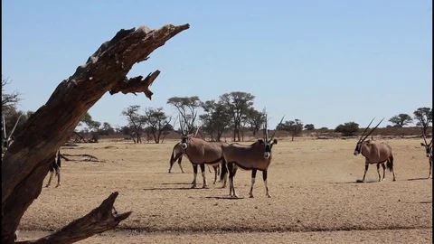 Gemsbok trouble maker fights 库存影片 126147986
