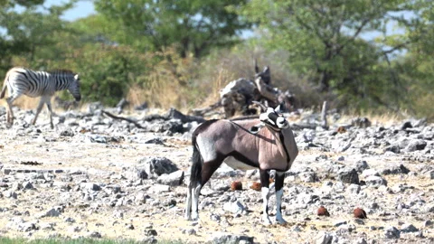 Gemsbok using horns to scratch its back at goas waterhole of etosha Stock Footage 337380502