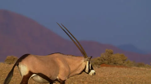 Gemsbok walking through a desert Stock Footage 262991854