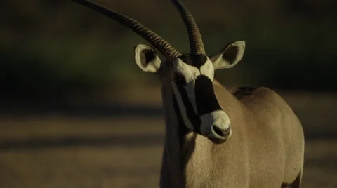 Gemsbok - walks toward camera, startled by birds. Antelope africa mammal 4K Stock Footage 54687774