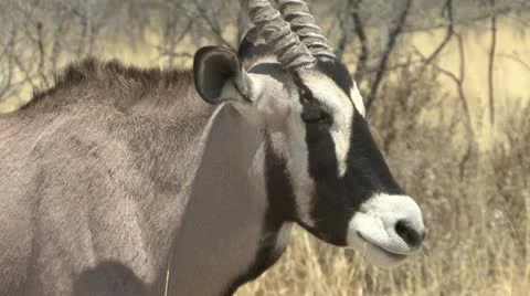 Gemsbok/Oryx breathing (close-up) Stock-Footage 10868252