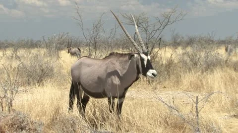 Gemsbok/Oryx 库存影片 10868263