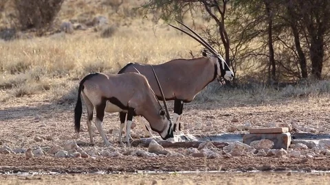 Gemsbuck drinking water Video stock 74424305