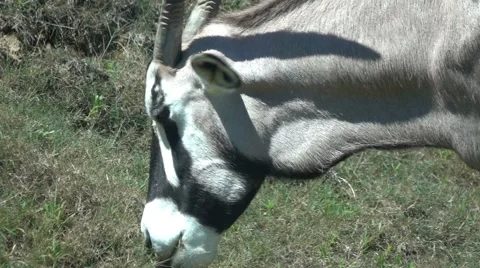 Gemsbuck Eating Grass Stock Footage 65762709