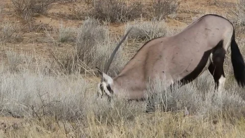 Gemsbuck scratching nose Video stock 74424422